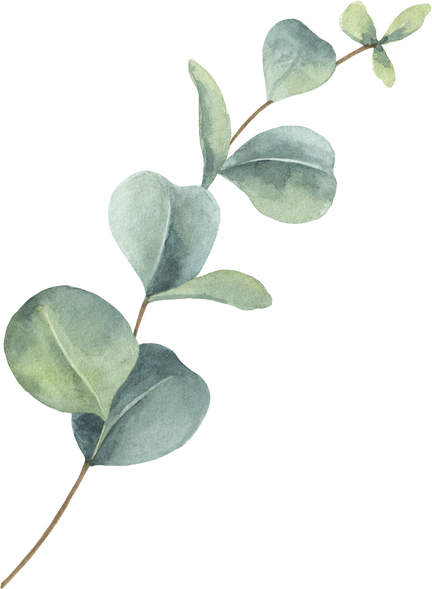 Eucalyptus branch watercolor